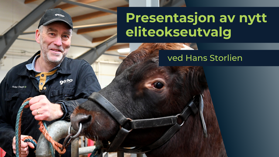 Illustrasjon med bilde av Hans som holder en okse i grimet. Dt er lagt tekst oppå bildet