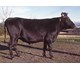 Taragon 06723