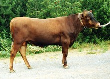 06768 Ullvar