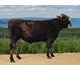 Vallenius 06772