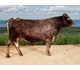 Balder 06818