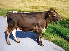 06820 Frøy