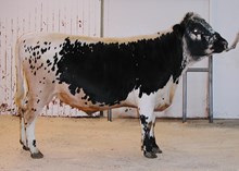 40013 Irman