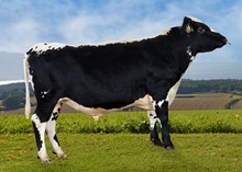 40074 Hovar