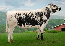 40078 Solan
