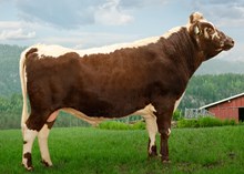 42042 Buskerud Oskar