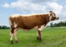 42044 Kjær