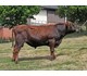 Pontus 44009