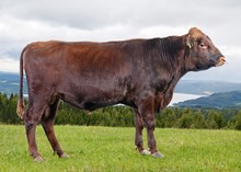 44016 Augustus