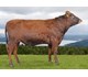 Festus 44022