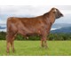 Arnie 44025