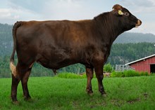 44034 Maskot Jr av Skretteberg