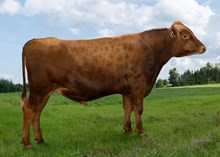 44036 Malfang av Aschjem