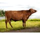 Balder 45017