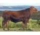 Siggis 45024