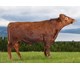 Hegg 45025