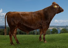 45043 Breitun