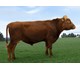 Brunar 45044
