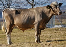 46008 Bore