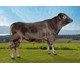 Truls 46048