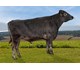 Ingve 46049