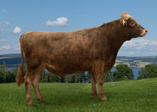 46054 Lavrans
