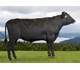 Baron av Saglien 47021