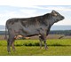 Larris 47025
