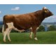 Thorr 47037