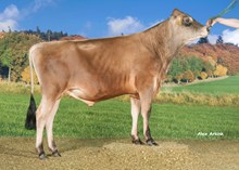 27090 VJ Libero