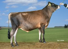 27136 VJ Gates