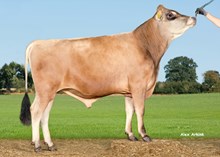27142 VJ Hamlet