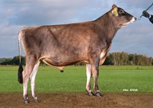 27211 VJ Sultan