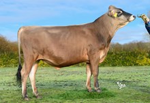 27226 VJ Ualpes