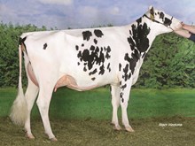 30063 Solid-Gold Colby-ET