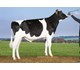 VH Stinger 30334