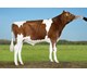 VH Ox PRed 30340