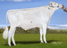 30476 Zinger P