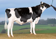 30493 VH Saffron