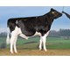 VH Oliwer 30503