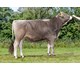 Camillo 34104