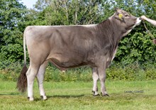 34104 Camillo
