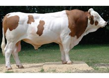 73536 Vanadin