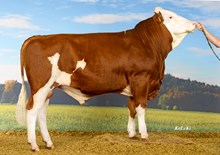 73604 Heiss