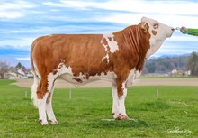 73617 GS Wildtrak Pp