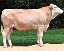 73628 Magister PP