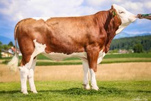 73633 GS Mc Bauer Pp