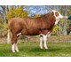 Mon Cheri 73634