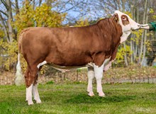 73634 Mon Cheri