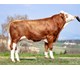 Wotan Pp 73635